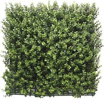 Buxus vertical Buxus vertical