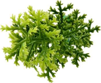 Revestimiento Pared Musgo vertical