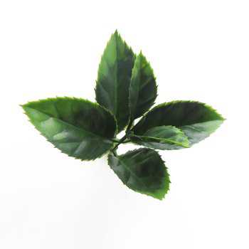 Revestimiento Pared Photinia vertical